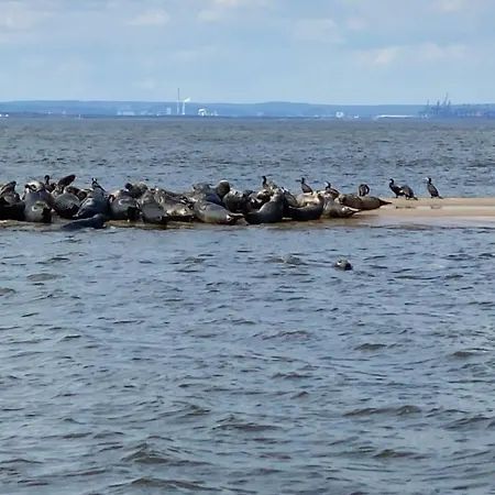 Apartment Fiori - Wyspa Sobieszewska