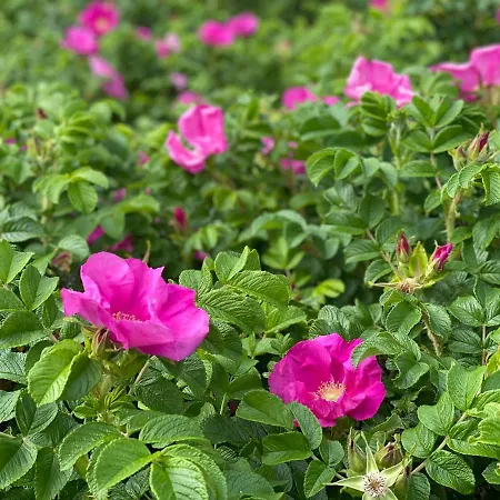 Lägenhet Fiori - Wyspa Sobieszewska